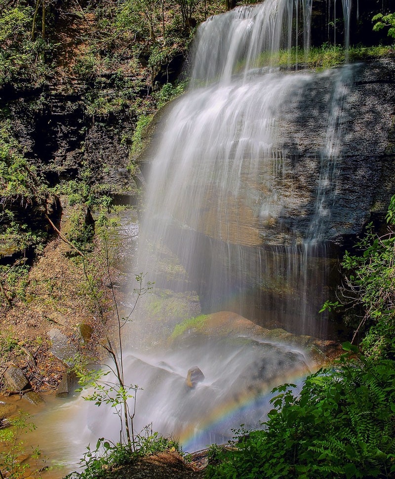 Creek flowing through ancient forest at dawn