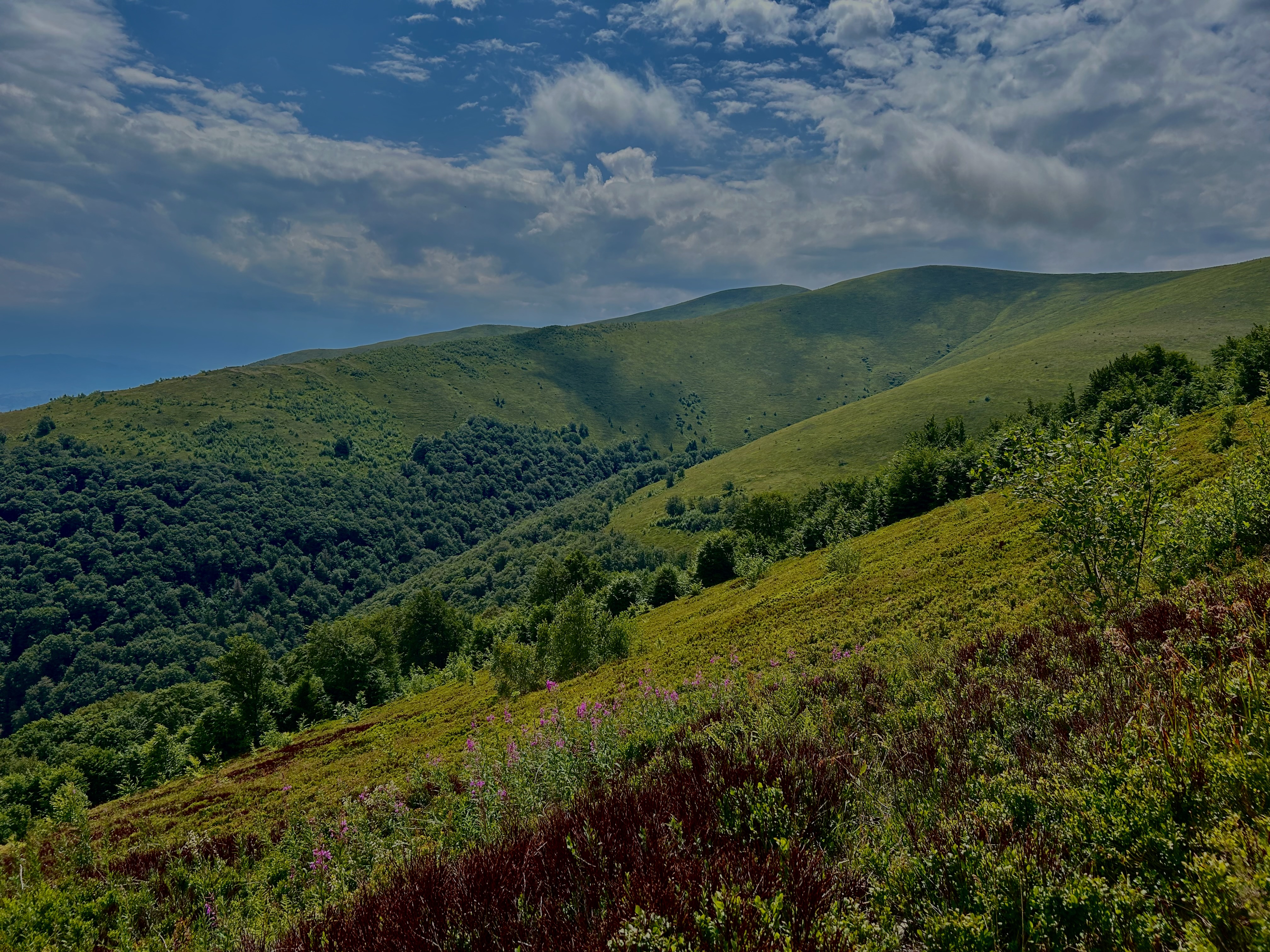 Carpathian mountain slopes with wildflowers under dramatic clouds