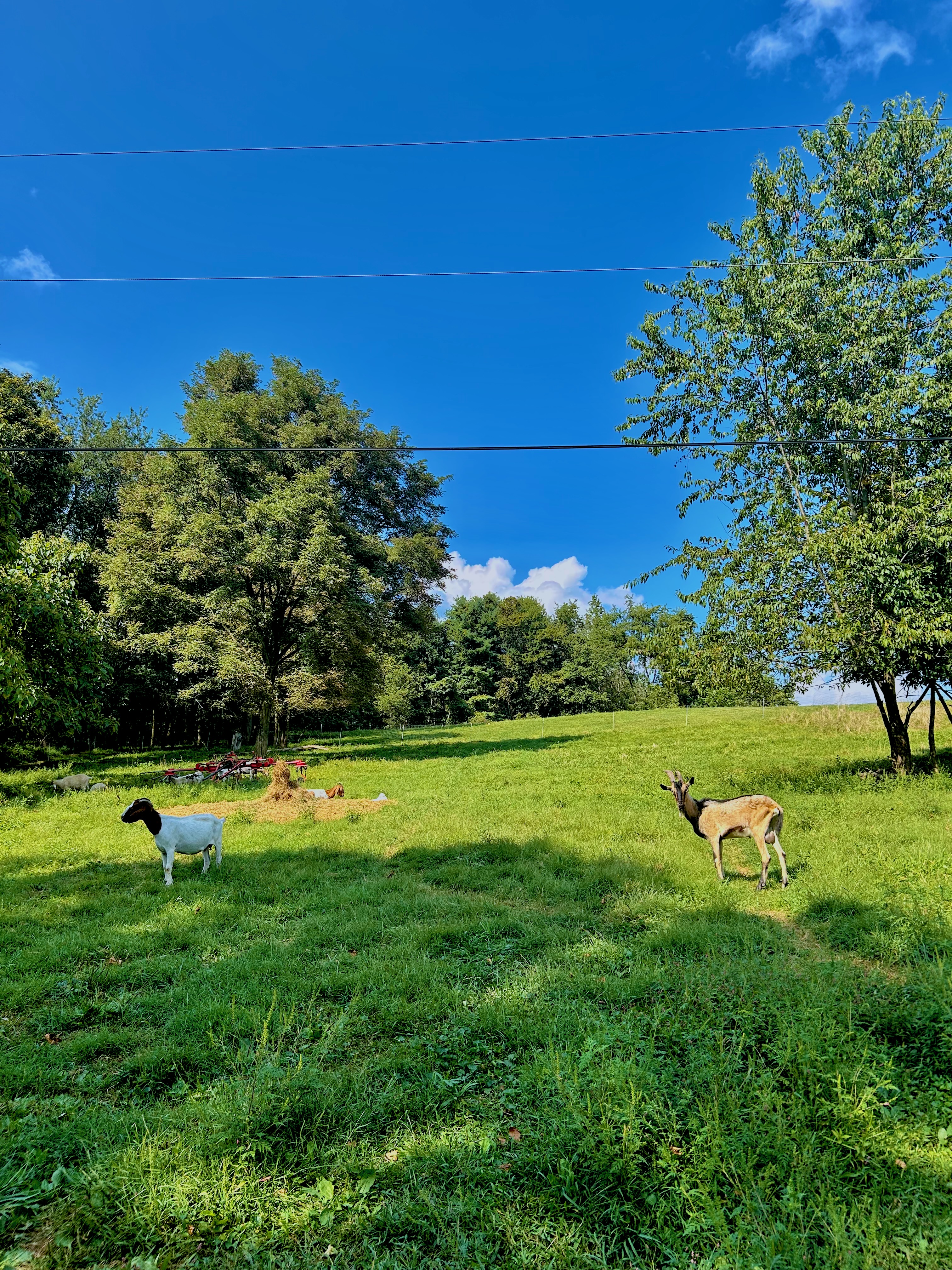 Goats grazing on the Carpathique pasture