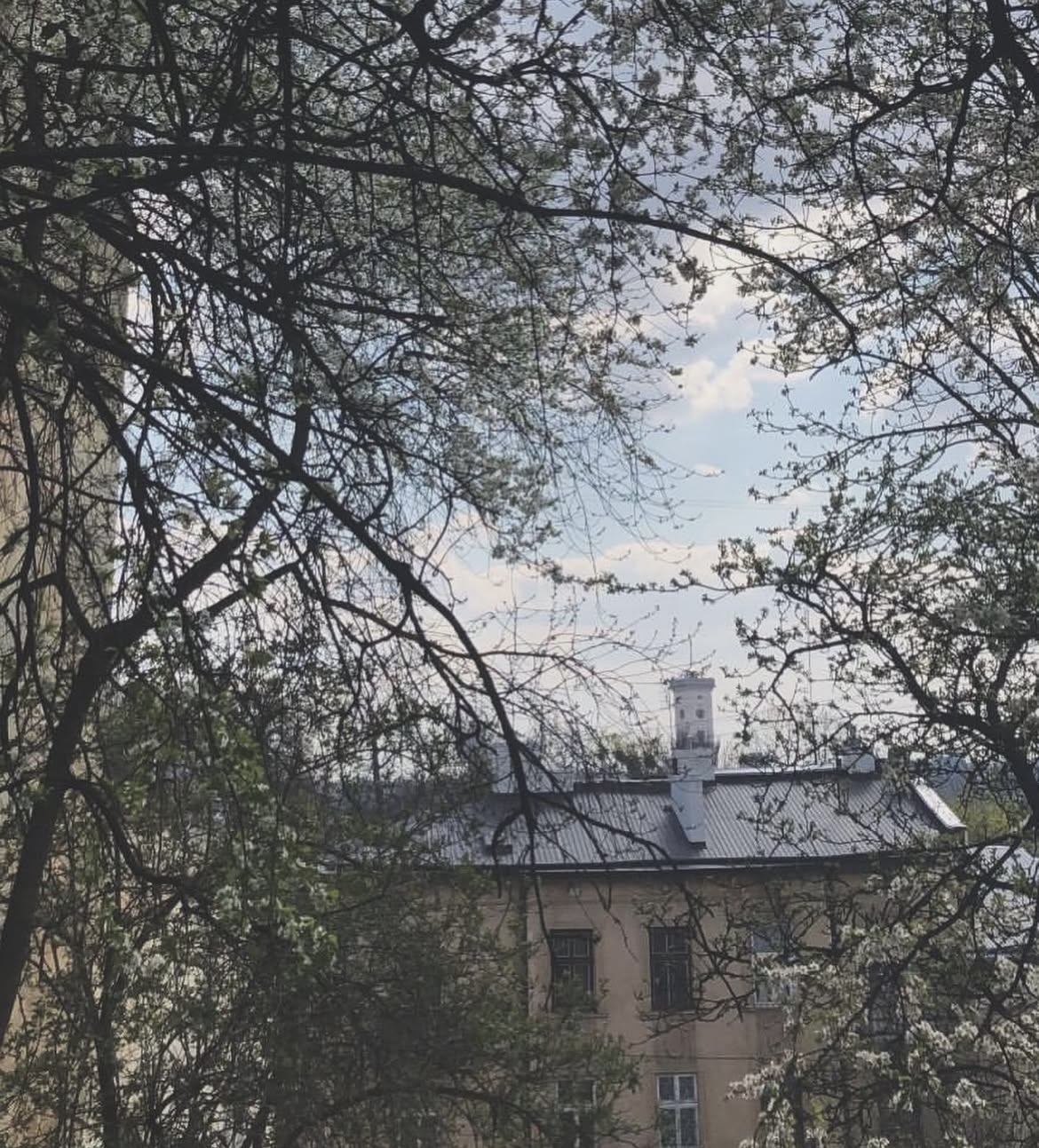 Lviv rooftops seen through blossoming tree branches